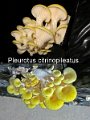 Pleurotus citrinopileatus-amf1473-1